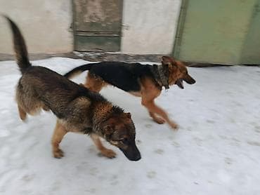 Мышыктар: Немецская овчарка среднего-крупного размера. Короткошёрстные, с — 8