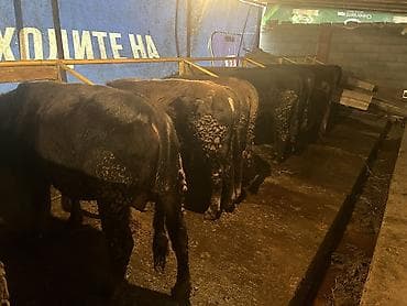 Ветеринар кызматы: Сатам | Бука (эркек) | Бордоп семиртүү үчүн — 9