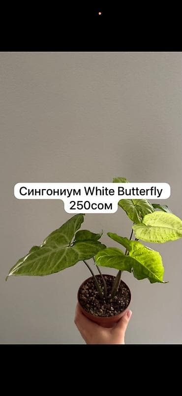 Сингониум White Butterfly — декоративно-лиственное комнатное растение — 1