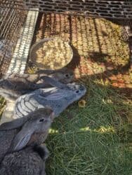 продам козу дойную: Продаю | Крольчата | Для разведения | Племенные — 2