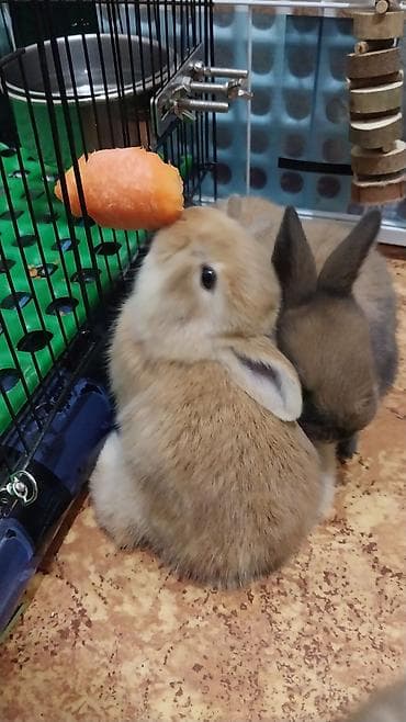 продаю кролики: Продаю декоративных кроликов породы Львиная голова — 7