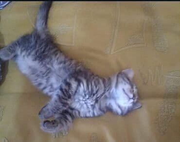 взять котёнка в хорошие руки: Отдам в хорошие руки котят. Мама пароды Пиксибоб — 1