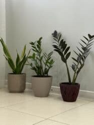 комнатеые цветы: Комнатные растения в кашпо - Сансевиерия (тёщин язык) в гладком — 1