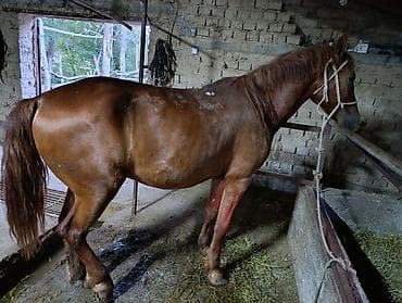 сова живая: Продаю | Конь (самец) | Рабочий — 2