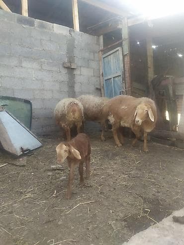 chi su: Продаю | Овца (самка) | Для разведения | Матка — 2