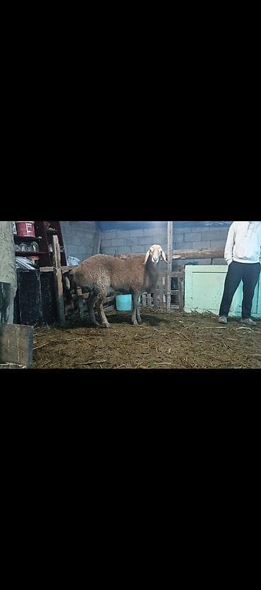 Башка жаныбарлар: Сатам | Кочкор (эркек) | Арашан | Көбөйтүү үчүн | Асыл тукумдуу — 5