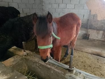 Уйлар, букалар: Сатам | Бука (эркек) | Бордоп семиртүү үчүн | Байланган — 6