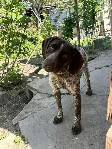 машинка для животных: Курцхаар, 8 месяцев, Самец — 2