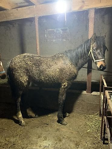 поставщики кормов для животных бишкек: Продаю | Жеребенок | Полукровка | Для разведения — 2