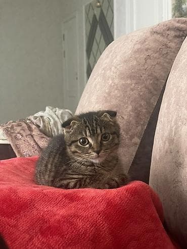 cat sofa: Скотиш Фолд (Шотландская вислоухая), 3 месяца, Девочка, Приучена к лотку, Проглистована — 3