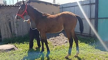 Продаю | Жеребенок | Для разведения at lalafo.kg Продаю | Жеребенок | Для разведения