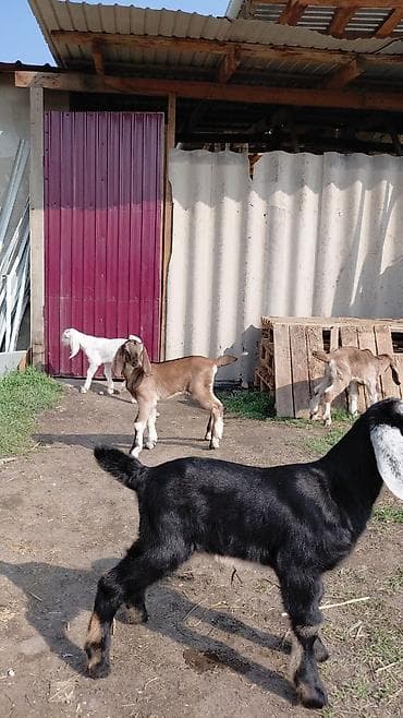 А/ч жаныбарларын сатам: Сатам | Улак | Нубий | Сүт алуу үчүн | Асыл тукумдуу — 3