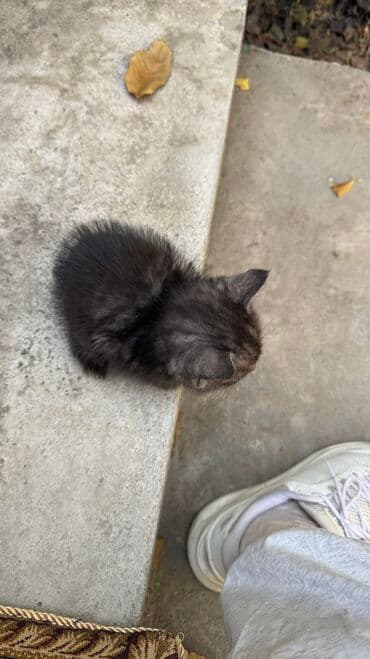 ориентальная короткошерстная кошка: Котёнок, окраса дымчатый. 2 месяца. Короткая плюшевая шерсть, крупные — 2