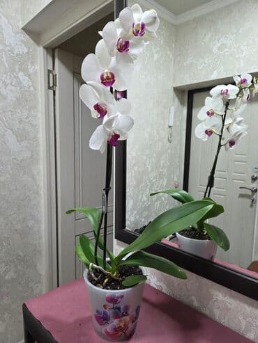 где купить водоросли для аквариума: Комнатные растения в кашпо 1) Фаленопсис (орхидея) — белые крупные — 1