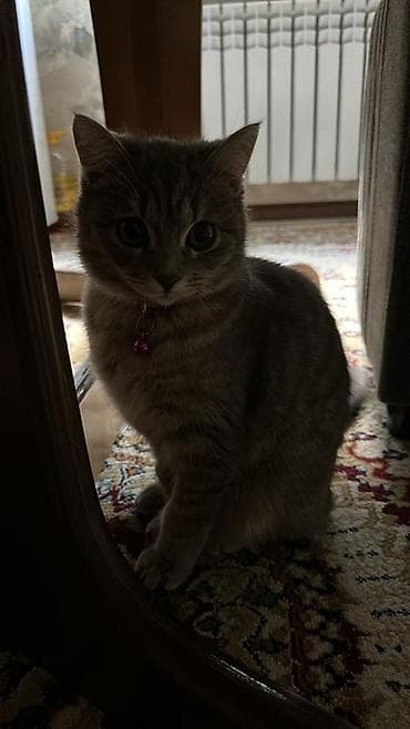 абисинская кошка: Британская короткошёрстная кошка, серебристо‑серый тигровый окрас — 4