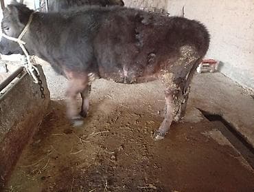 герефорд телята: Продаю | Тёлка | На откорм | Привязанные — 1