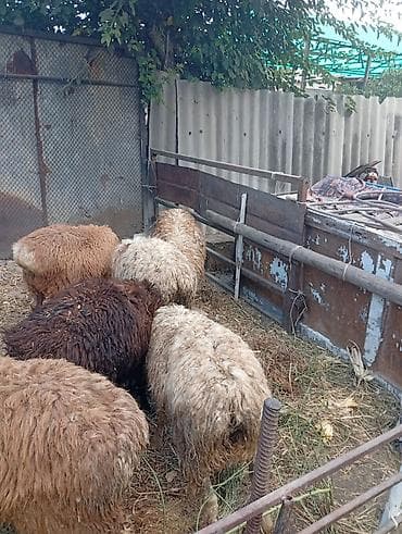 гисар бараны: Продаю | Баран (самец) — 2