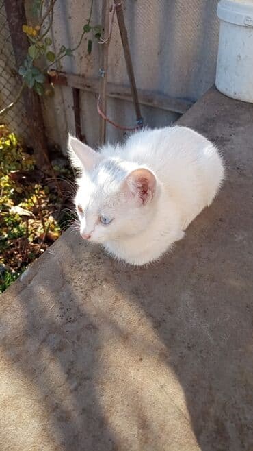 восточная ориентальная кошка: Продаю котенка мальчик, полукровка Ангора глаза разные зелёный и — 1