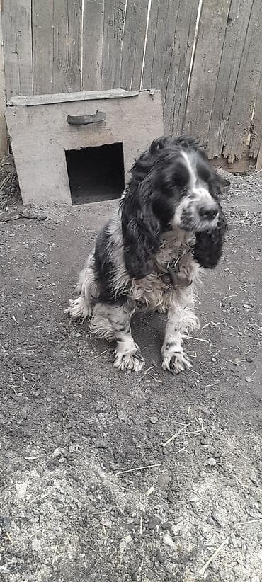 породы собак в бишкеке: Английский кокер-спаниель, черно-белый (крап), длинноухий. Компактный — 3