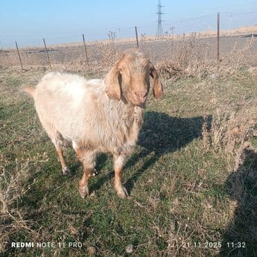 купить собаку шпица недорого: Продаю | Козёл (самец) | Полукровка | Для разведения | Осеменитель — 2