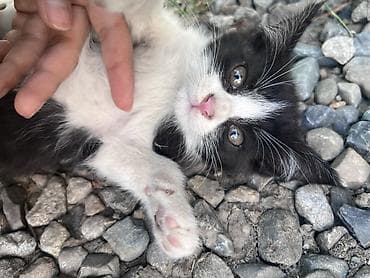 купить кошки: Кошка даром: Беспородная, Девочка, Приучена к лотку — 3