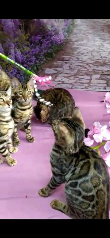 новорожденные котята: Бенгальские котята Проф.Питомник Бен Гла Мур предлагает.чудесных — 25