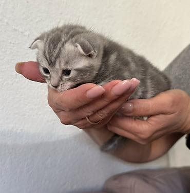 Скотиш Фолд (Шотландская вислоухая), 1 месяц, Девочка, Приучена к лотку — 3
