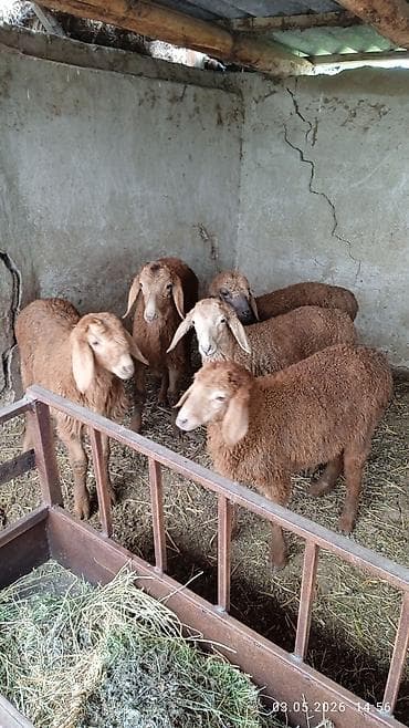 продам сельхоз животных: Продаю | Ягненок | Для разведения | Племенные — 1