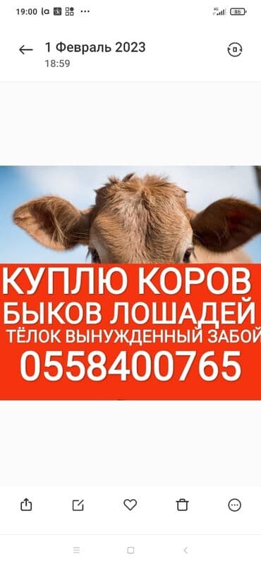 оборудование для кур: Сатып алам | Уйлар, букалар, Жылкылар, аттар | Күнү-түнү, Бардык шартта, Союлган — 1