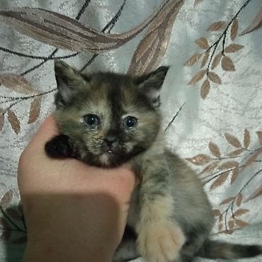 реалии: Британская короткошёрстная, 1 месяц, Девочка, Черепаховый, Проглистована — 6