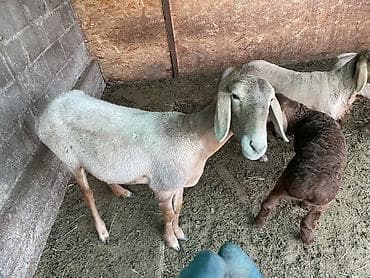 матка с ягненкам: Продаю | Овца (самка) | Арашан | На забой, Для разведения | Племенные, Матка, Ягнившаяся — 6