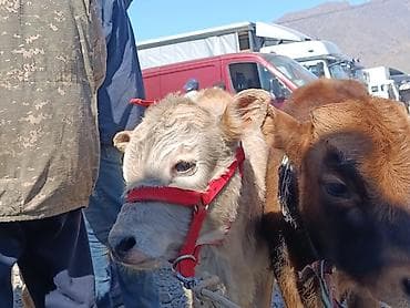 купить сомика в аквариум: Продаю | Музоо, торпок | На откорм | Привязанные — 2