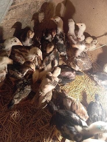 стоимость павлина: Бойцовые цыплята из под хороших кровейвывод 15 февраля 27 — 2