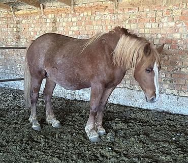 Үй жаныбарлары: Сатам | Бээ (ургаачы) | Көбөйтүү үчүн — 2