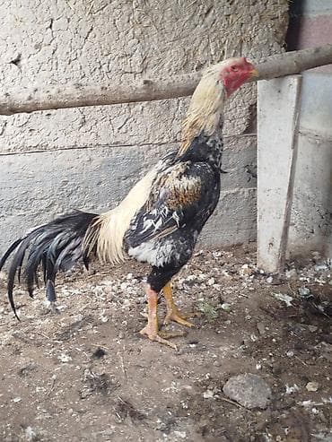 куриные шеи: Продаю | Куры — 4