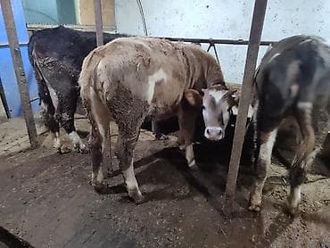 кой бишкек: Сатам | Кунаажын | Голштин, Алатоолук, Швиц | Союуга, Көбөйтүү үчүн, Бордоп семиртүү үчүн | Асыл тукумдуу, Кунажын, Байланган — 10