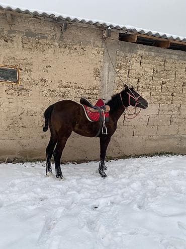 тай лошад: Продаю | Конь (самец) — 4