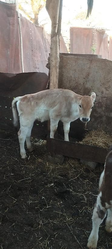 бык цена: Продаю | Музоо, торпок | На откорм | Искусственник — 4