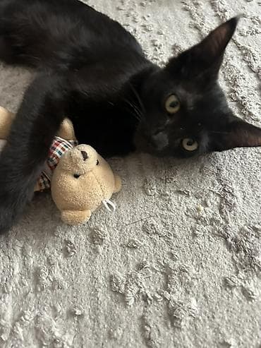 black cat: Кошка даром: Беспородная, 4 месяца, Девочка, Приучена к лотку — 3