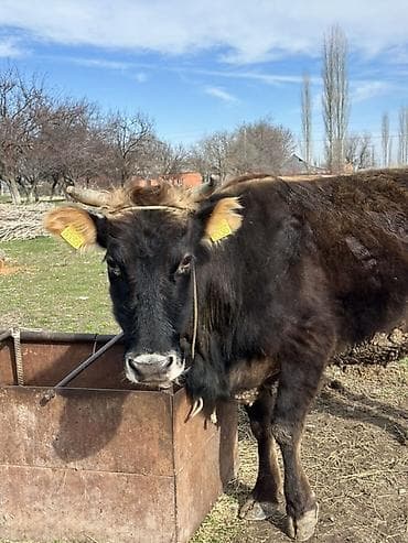 бык абердин ангус: Продаю | Корова (самка) | Для молока | После отела — 3