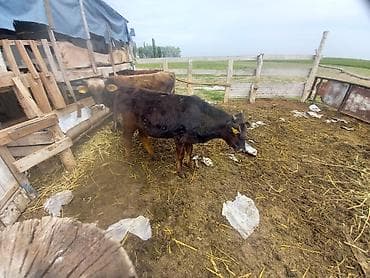 ангус музо: Продаю | Бык (самец) | На откорм — 4