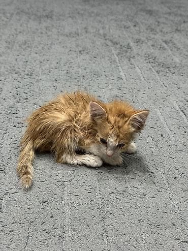 животные кошки: Отдам даром котёнка — 1