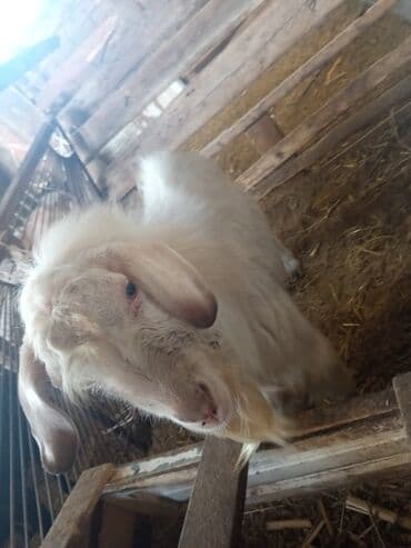 Ветеринар кызматы: Козы — 5