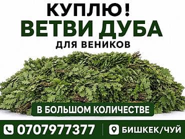 Ёлки: Покупаем ветви дуба для изготовления банных веников. Нужно в большом — 1