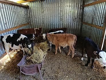 купить индюшат бройлеров: Продаю | Музоо, торпок | Полукровка | На откорм — 1