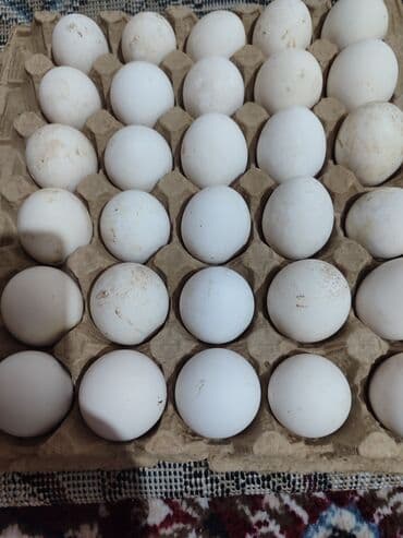 перепелинные яйца: Свежие утиные яйца, представленные в картонном лотке, предназначены — 3