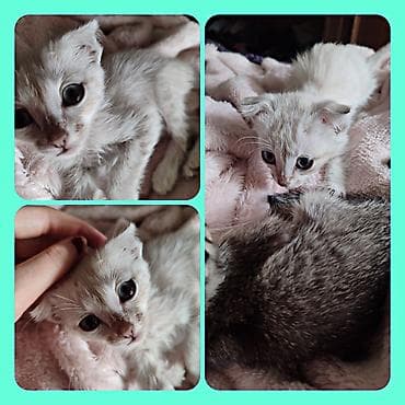 d cat: Котёнок, окраса поинт (светлая шёрстка с более тёмными отметинами) — 1