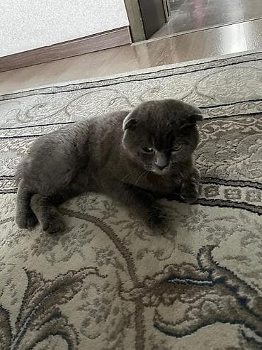 коты г ош: Шотландская вислоухая кошка (Scottish Fold) - Окрас: сплошной серый — 2