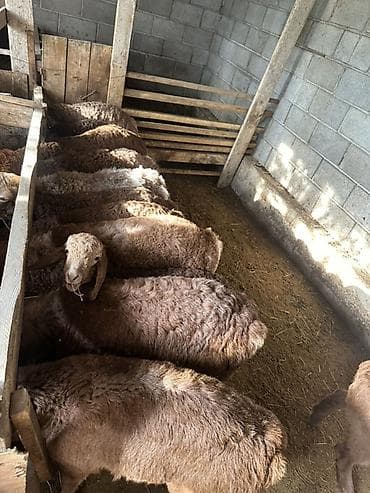 курица несушки: Продаю | Ягненок | Полукровка, Арашан | Для разведения | Племенные — 1