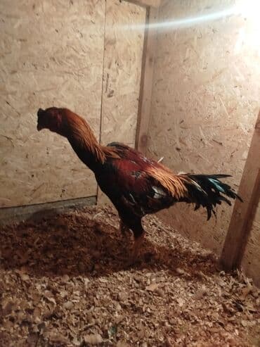 сельскохозяйственные животные продажа: Продаю | Куры — 8